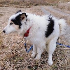 野口