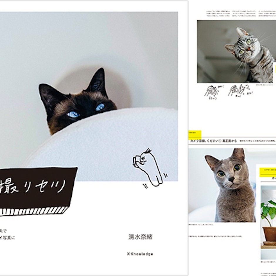 キャットシッターがおすすめする猫本10選【猫好き必見!】