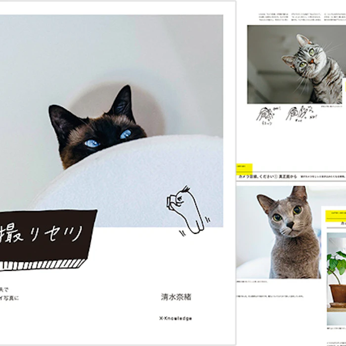 キャットシッターがおすすめする猫本10選【猫好き必見!】