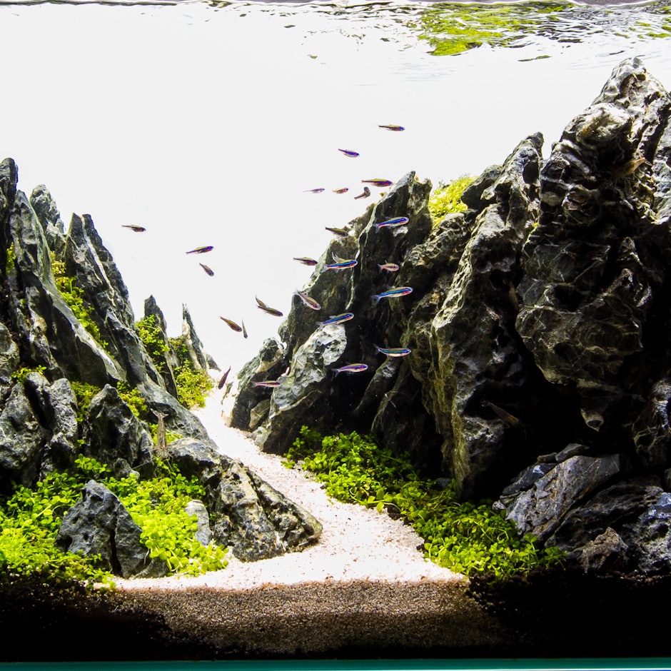 4万円で揃う!初心者におすすめの入門アクアリウムセット7選【アクアリウム専門店スタッフが厳選】