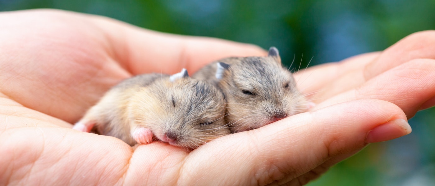 小動物ブリーダーが愛用 小動物向けの飼育用品10選 ハムスター モモンガ インコに Mybest 小動物ブリーダーが愛用 小動物向けの飼育用品10選 ハムスター モモンガ インコに Mybest