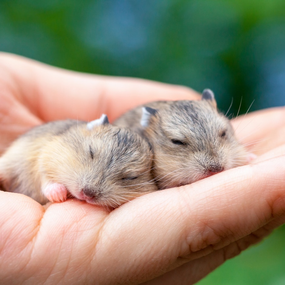 小動物ブリーダーが愛用!小動物向けの飼育用品10選【ハムスター・モモンガ・インコに!】