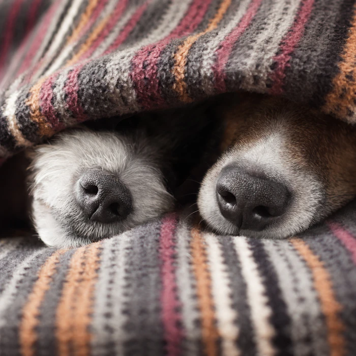 ペット食育准指導士の私がおすすめする犬グッズ10選