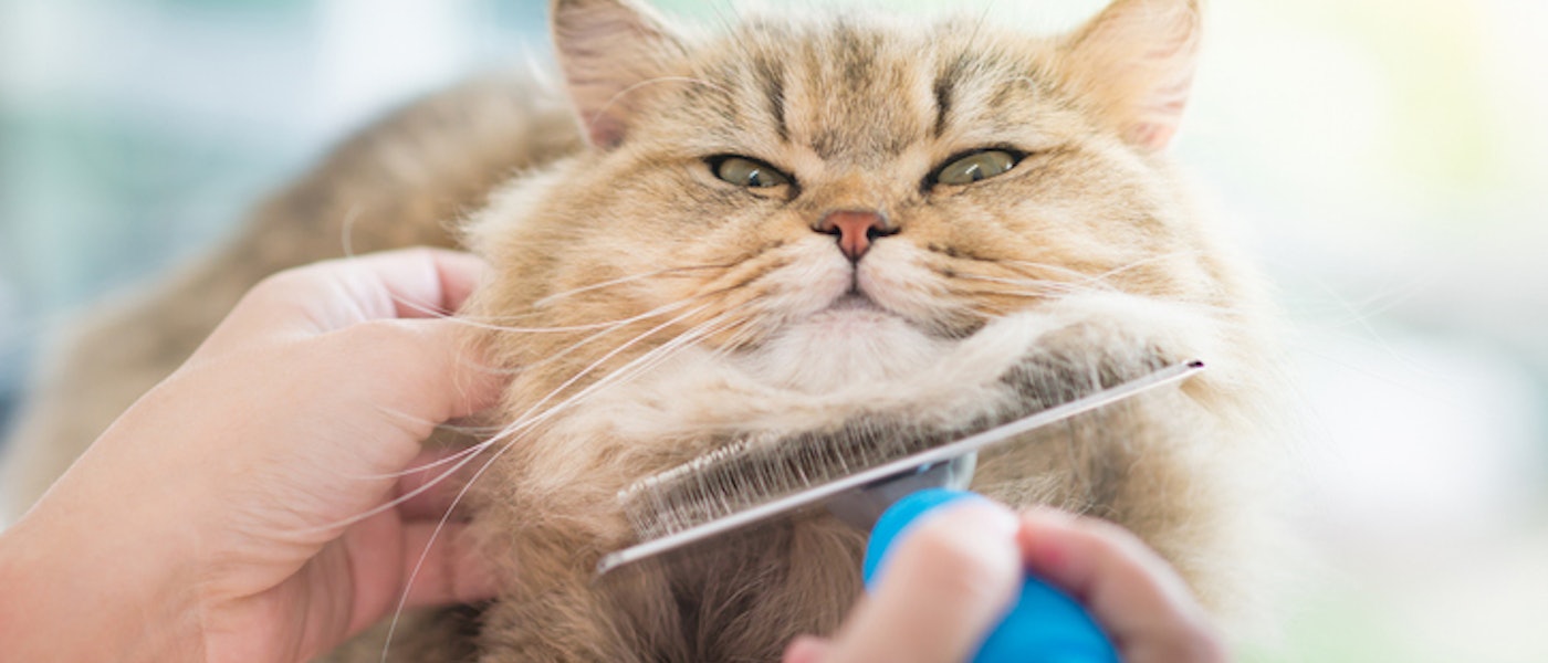 多頭飼いのお家におすすめ 猫ブロガーが選ぶ便利すぎる猫グッズ10選 Mybest 多頭飼いのお家におすすめ 猫ブロガーが選ぶ便利すぎる猫グッズ10選 Mybest