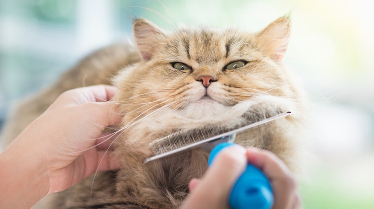 多頭飼いのお家におすすめ 猫ブロガーが選ぶ便利すぎる猫グッズ10選 Mybest 多頭飼いのお家におすすめ 猫ブロガーが選ぶ便利すぎる猫グッズ10選 Mybest