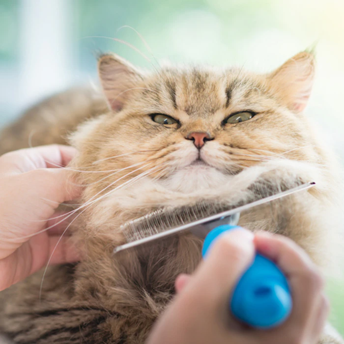 多頭飼いのお家におすすめ!猫ブロガーが選ぶ便利すぎる猫グッズ10選