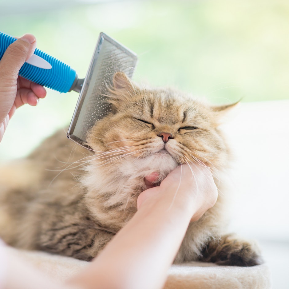 猫マンガブロガーおすすめ!猫の換毛期対策に欠かせない超便利グッズ10選