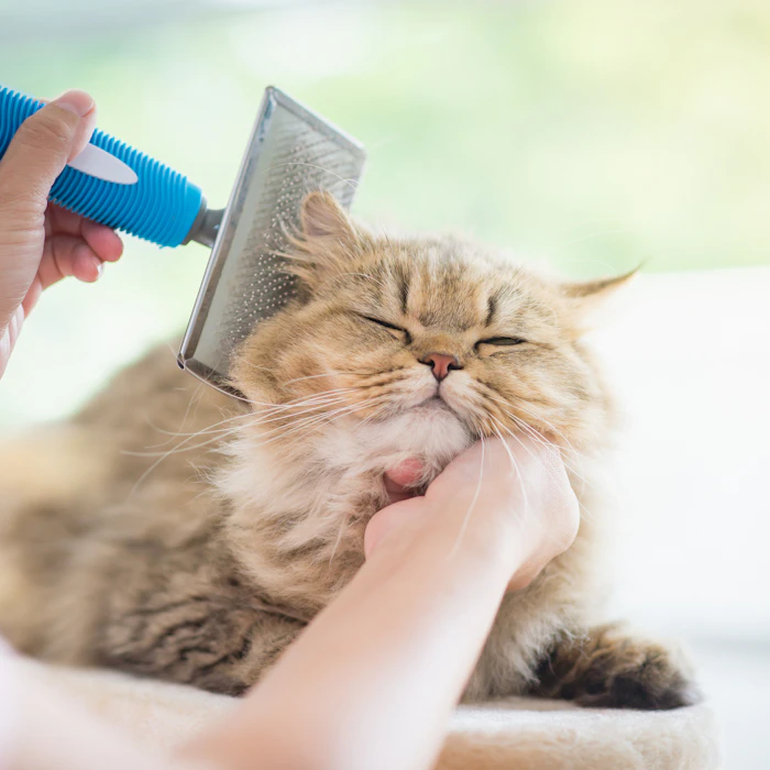猫マンガブロガーおすすめ!猫の換毛期対策に欠かせない超便利グッズ10選