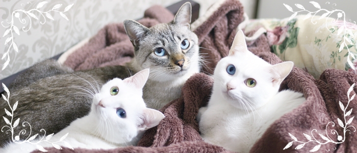 猫生活を快適に！ニャンスタグラマー『ルカ・珊瑚・くらら』が愛用する猫用品10選