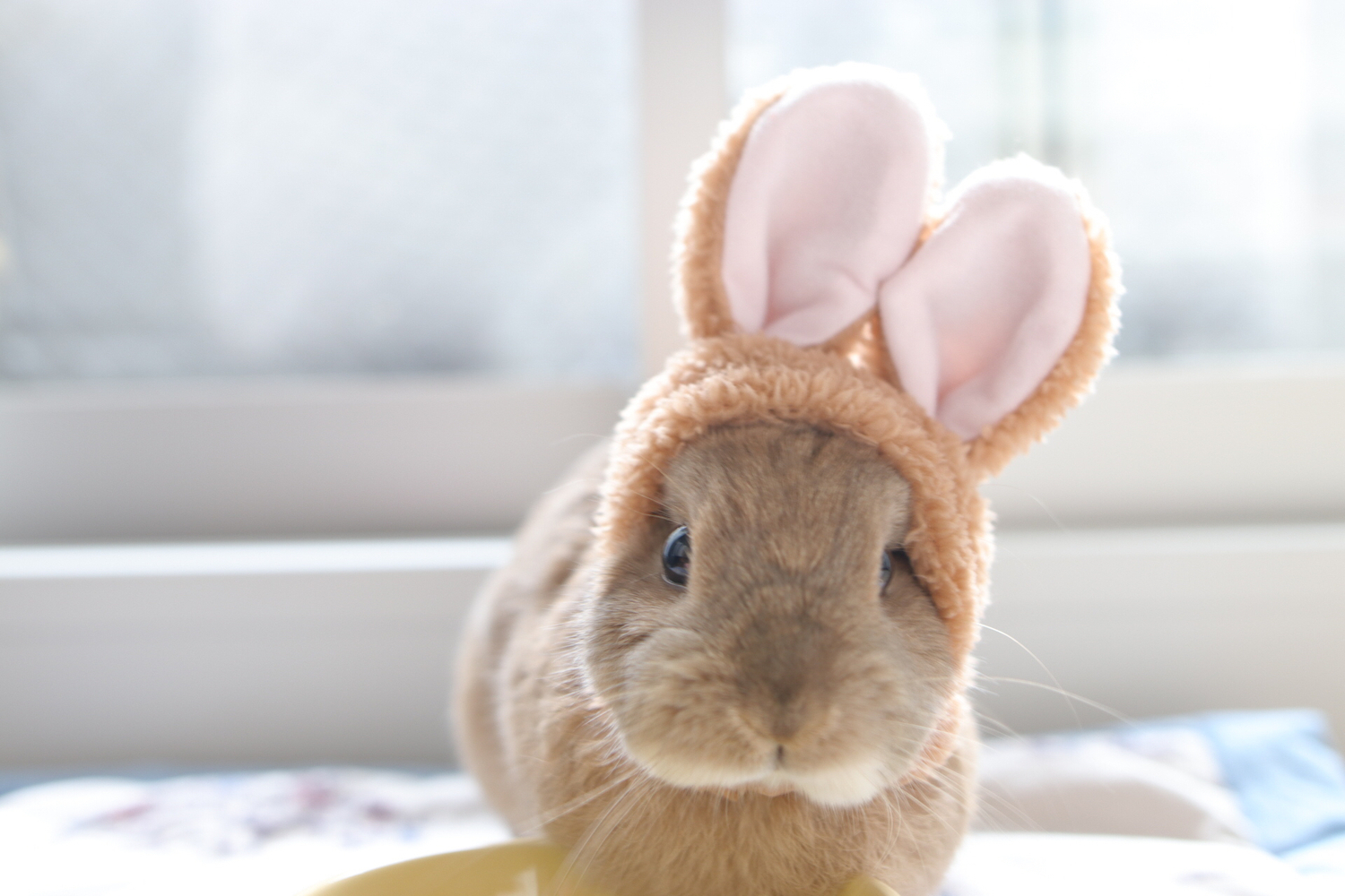 【おすすめのルームグッズ】生活の質が爆上がりする、買ってよかったリラックスグッズ16選