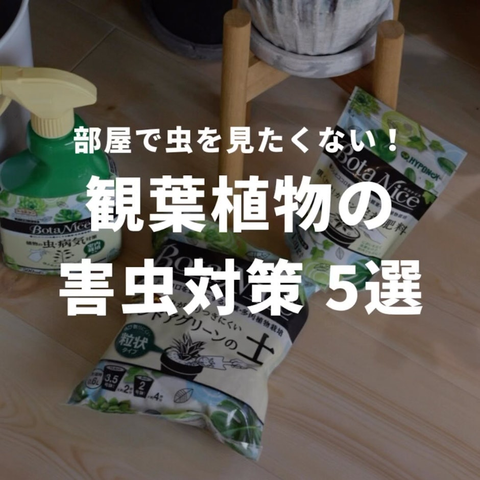 観葉植物の害虫対策5選
