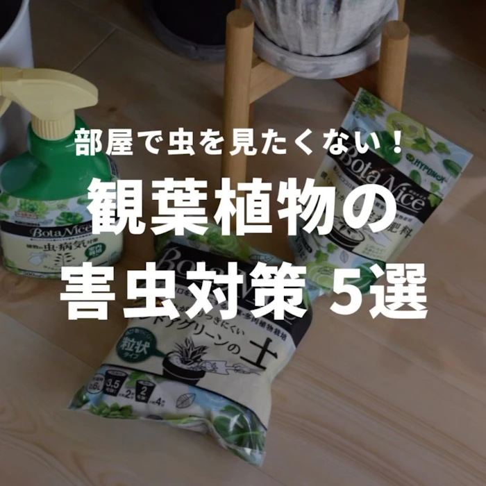 観葉植物の害虫対策5選