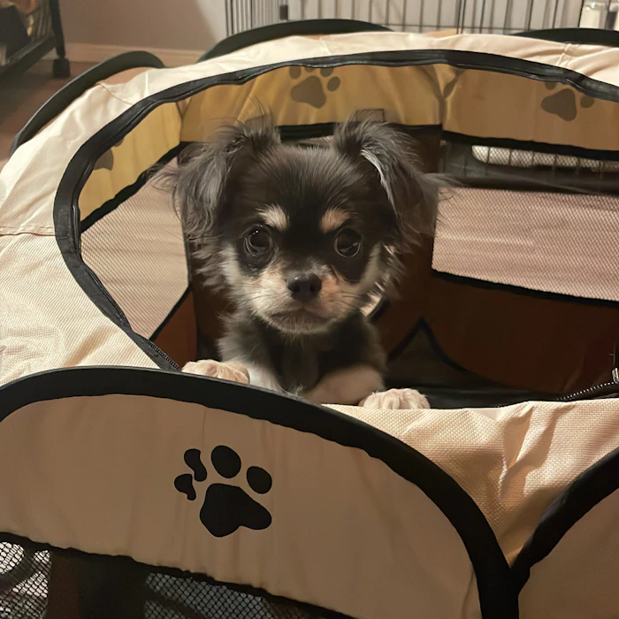 ペット初心者がおすすめする買って良かった犬グッズ