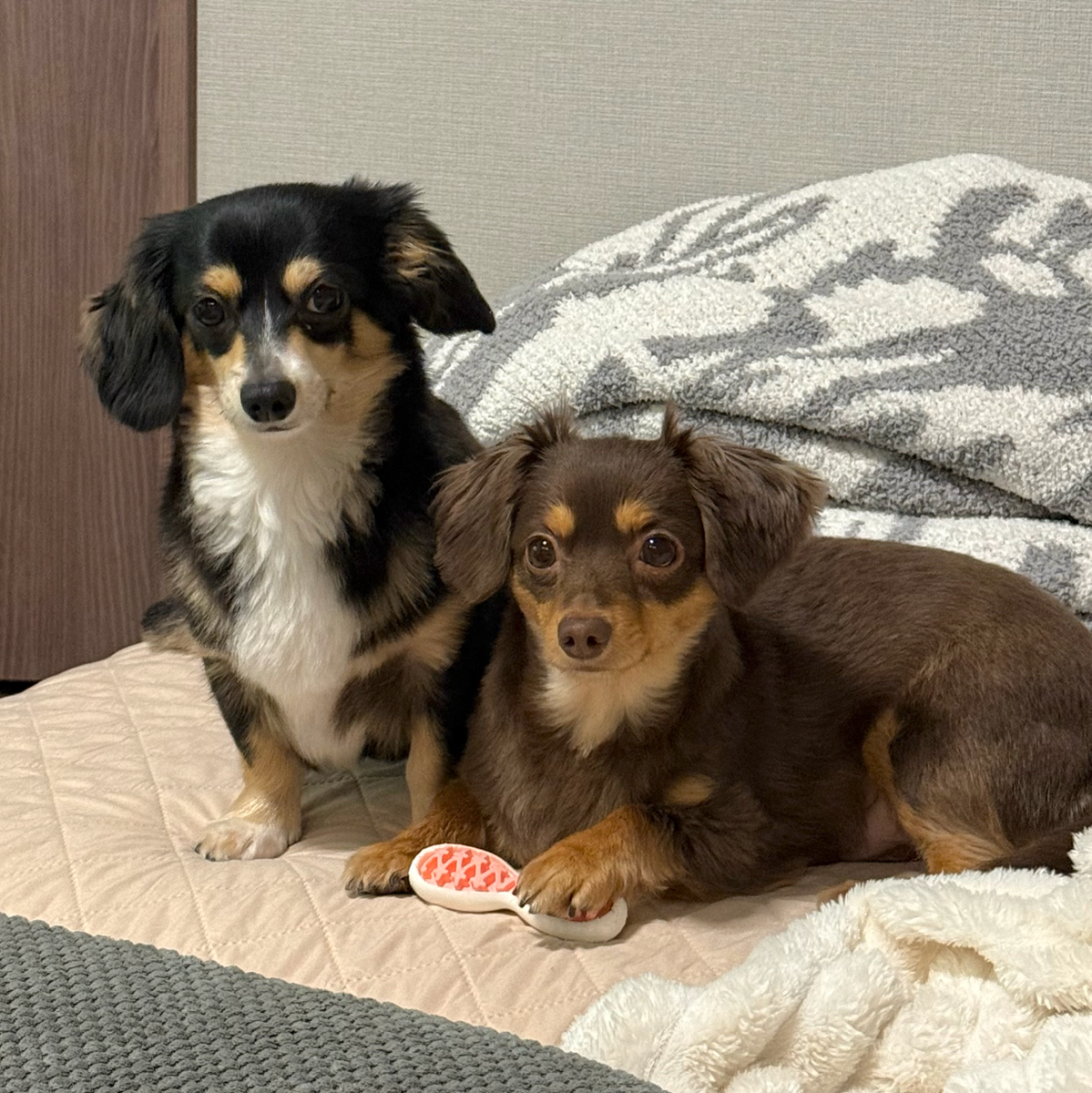 愛犬と暮らす愛用品