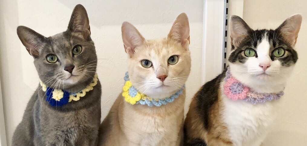 猫のかわいさを一層引き出す♥ニャンスタグラマーおすすめの猫用グッズ8選【部屋が狭くても大丈夫！】