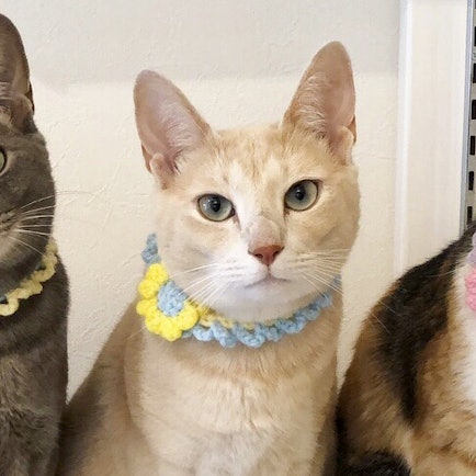 猫のかわいさを一層引き出す♥ニャンスタグラマーおすすめの猫用グッズ8選【部屋が狭くても大丈夫!】