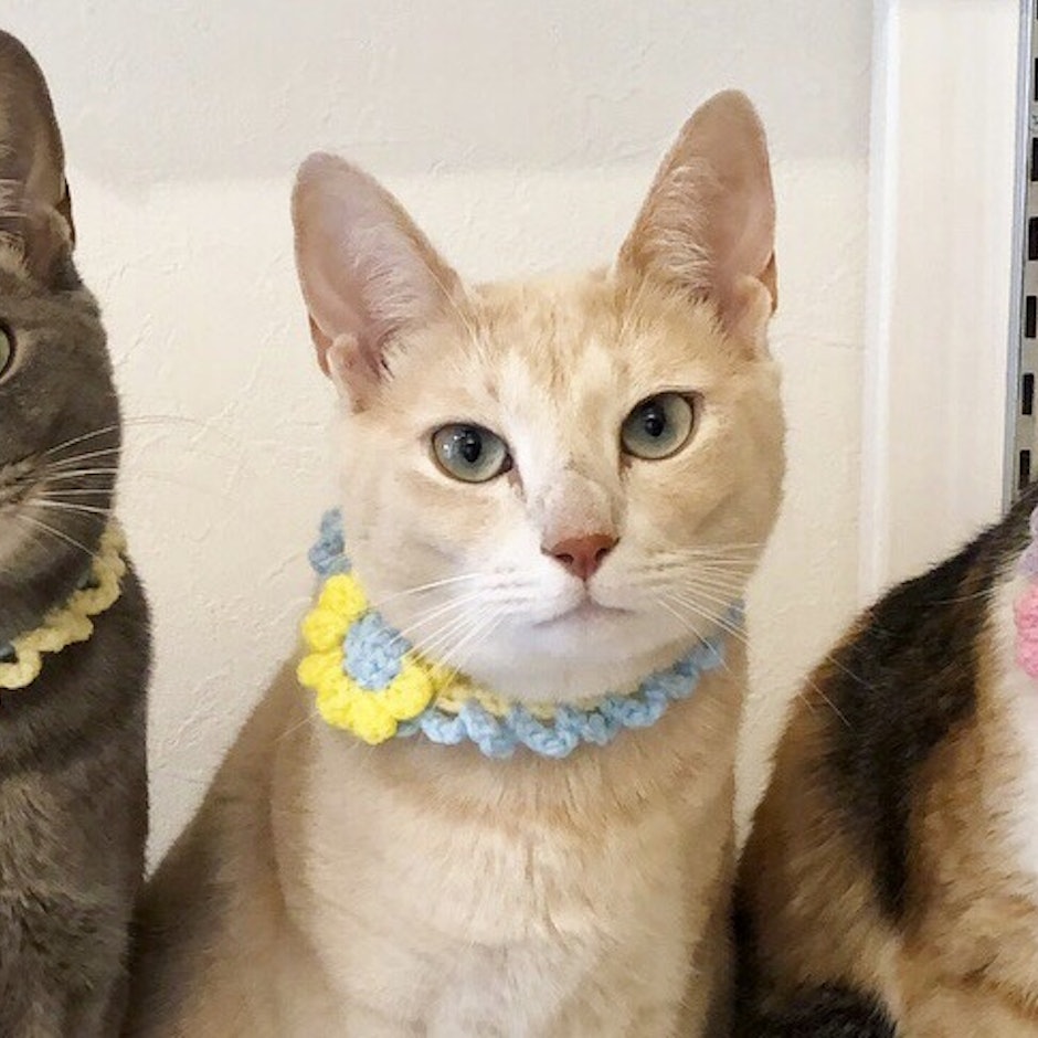 猫のかわいさを一層引き出す♥ニャンスタグラマーおすすめの猫用グッズ8選【部屋が狭くても大丈夫!】