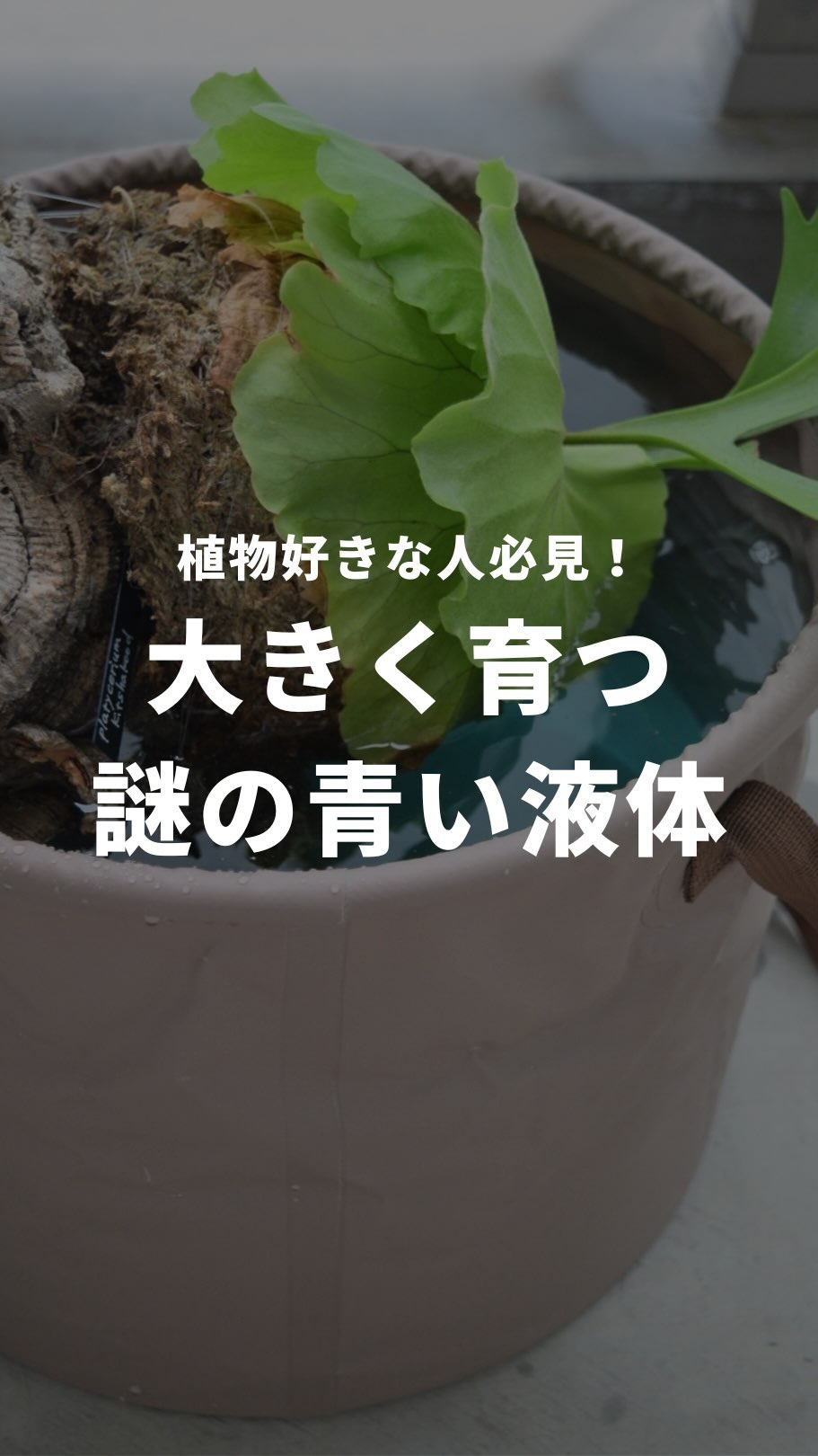 大きく育つ謎の青い液体