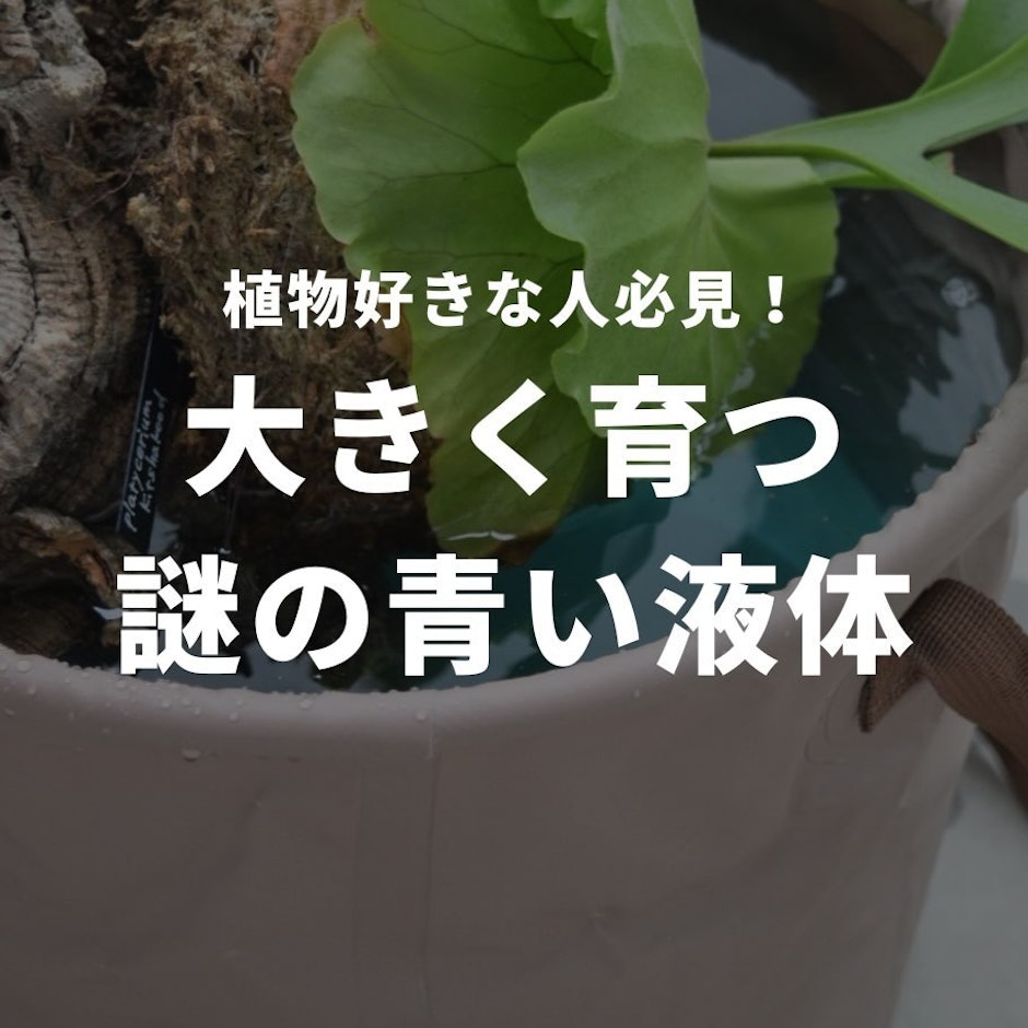 大きく育つ謎の青い液体