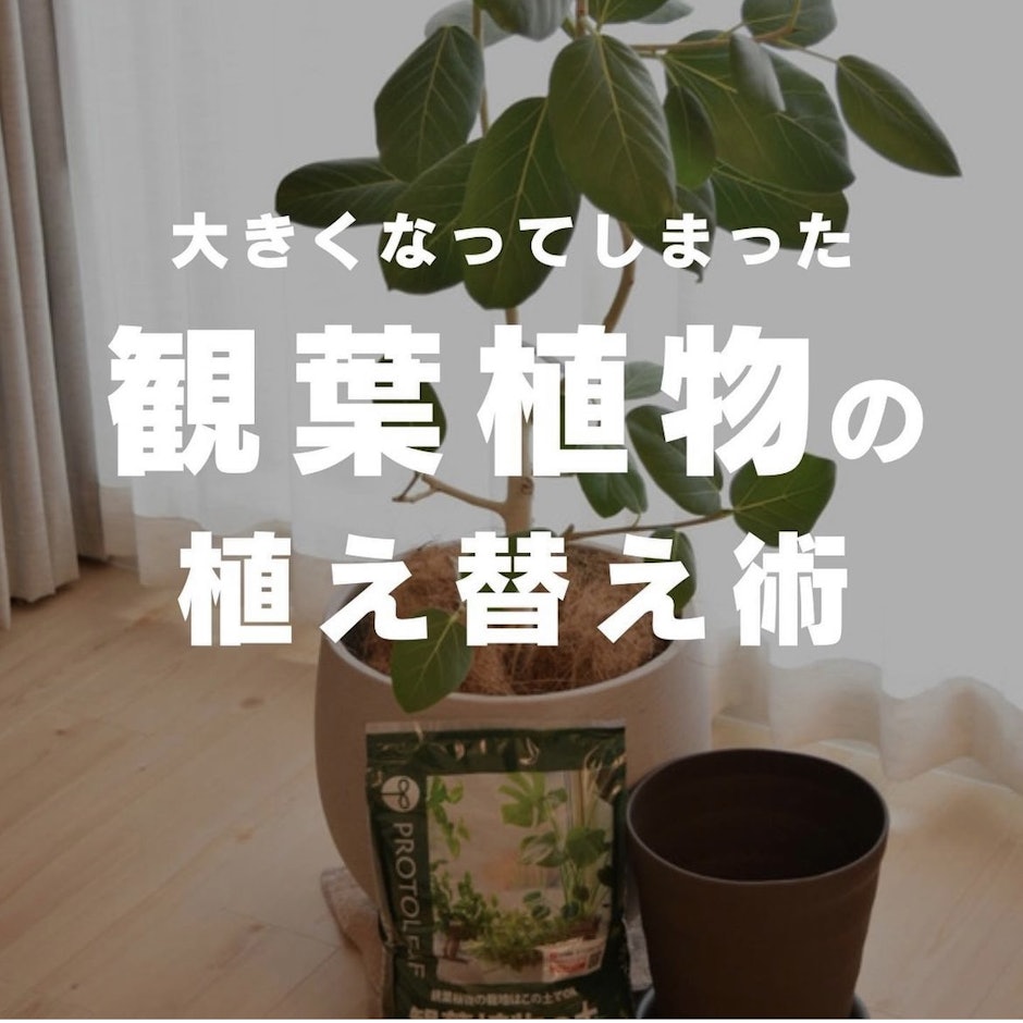 観葉植物の植え替えに欠かせないアイテム3選