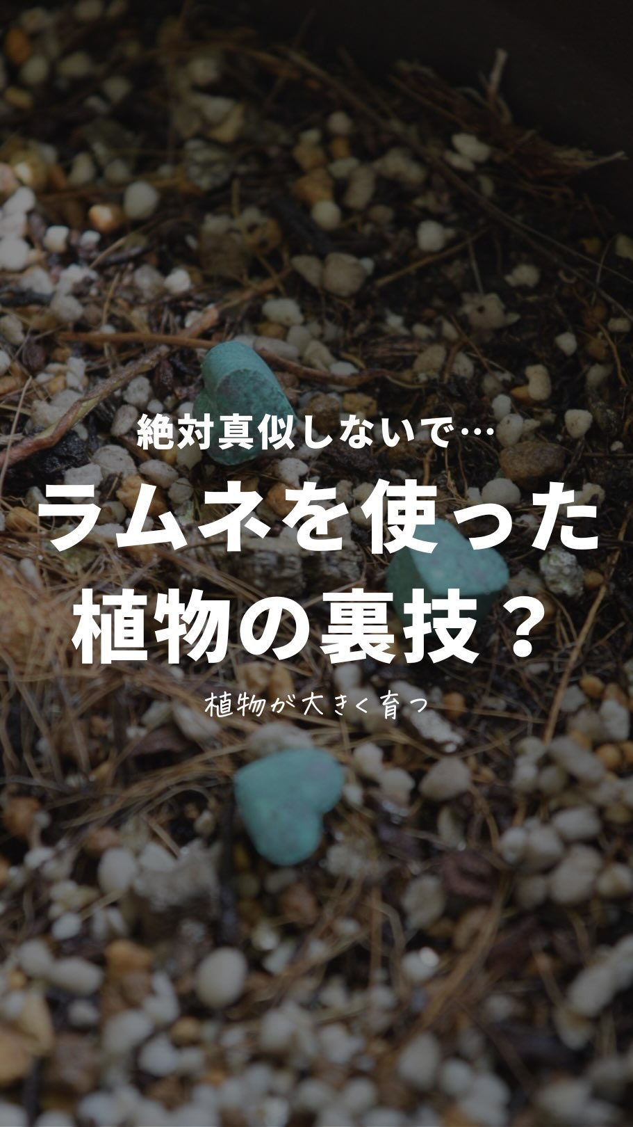 ラムネを使った植物の裏技？