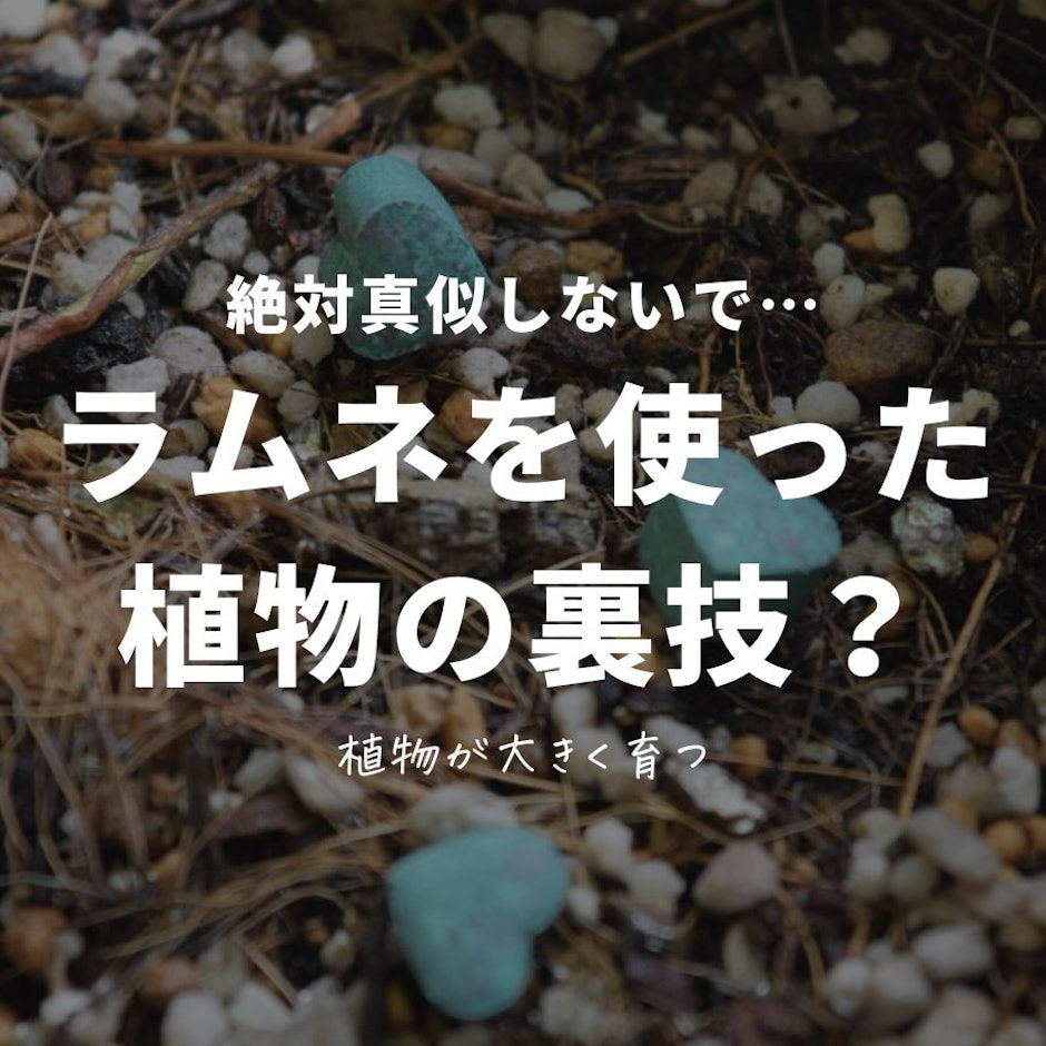 ラムネを使った植物の裏技?