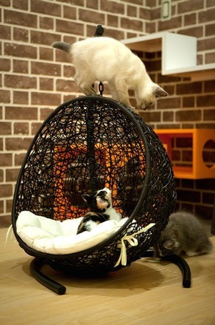 ラタン家具 ペット用ハンギングチェアー 1枚目