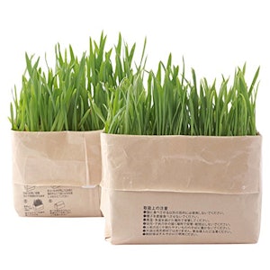無印良品 猫草栽培セット 2個入り 1枚目