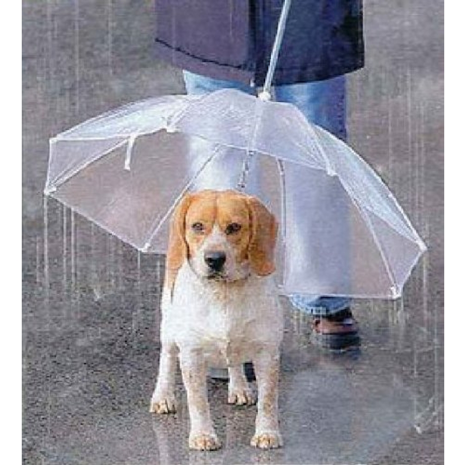 宝や 犬用傘 1枚目