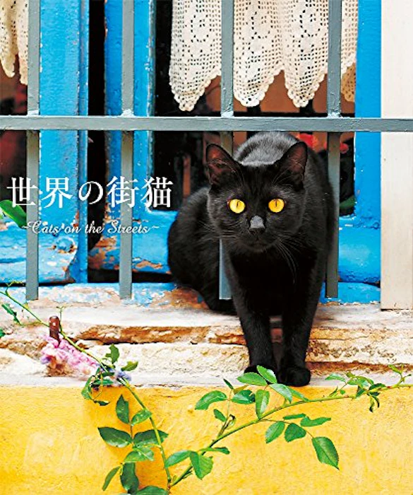 パイインターナショナル 世界の街猫 1枚目
