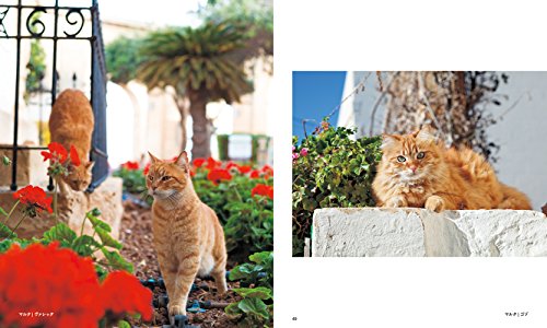 パイインターナショナル 世界の街猫 3枚目