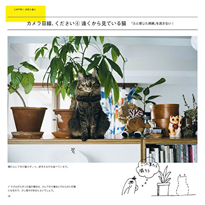 清水奈緒 猫の撮リセツ 2枚目