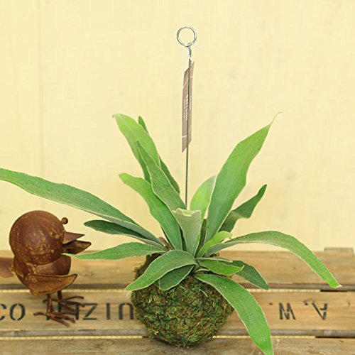 遊恵盆栽 苔玉コウモリラン 1枚目