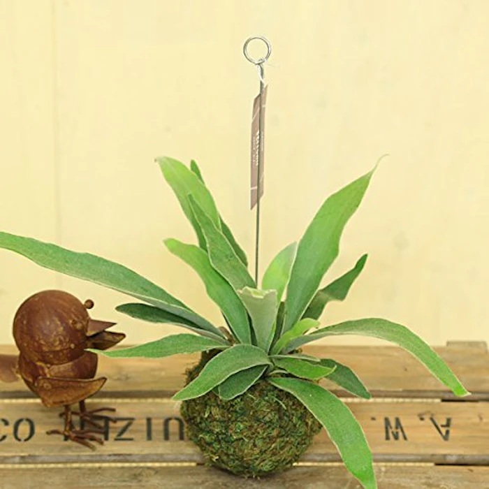 遊恵盆栽 苔玉コウモリラン 1枚目