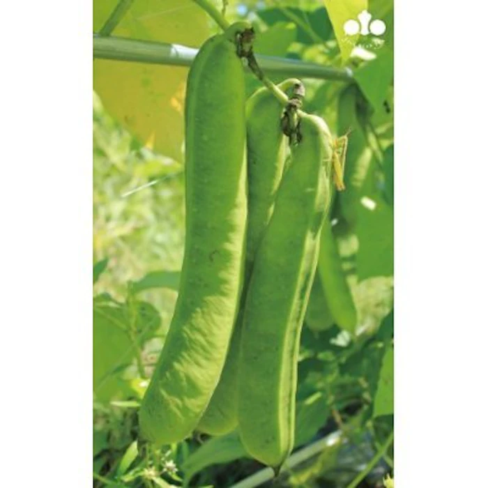 こやま園 丹波なた豆茶 2枚目