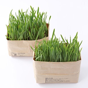 無印良品 猫草栽培セット 2個入り 1枚目