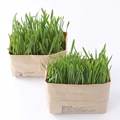 無印良品 猫草栽培セット 2個入り 1枚目