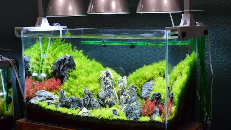 4万円で揃う 初心者におすすめの入門アクアリウムセット7選 アクアリウム専門店スタッフが厳選 Mybest 4万円で揃う 初心者におすすめの入門アクアリウムセット7選 アクアリウム専門店スタッフが厳選 Mybest