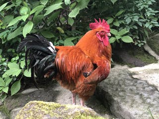 鹿児島県 忘れの里 雅叙苑 妙見温泉郷 6枚目