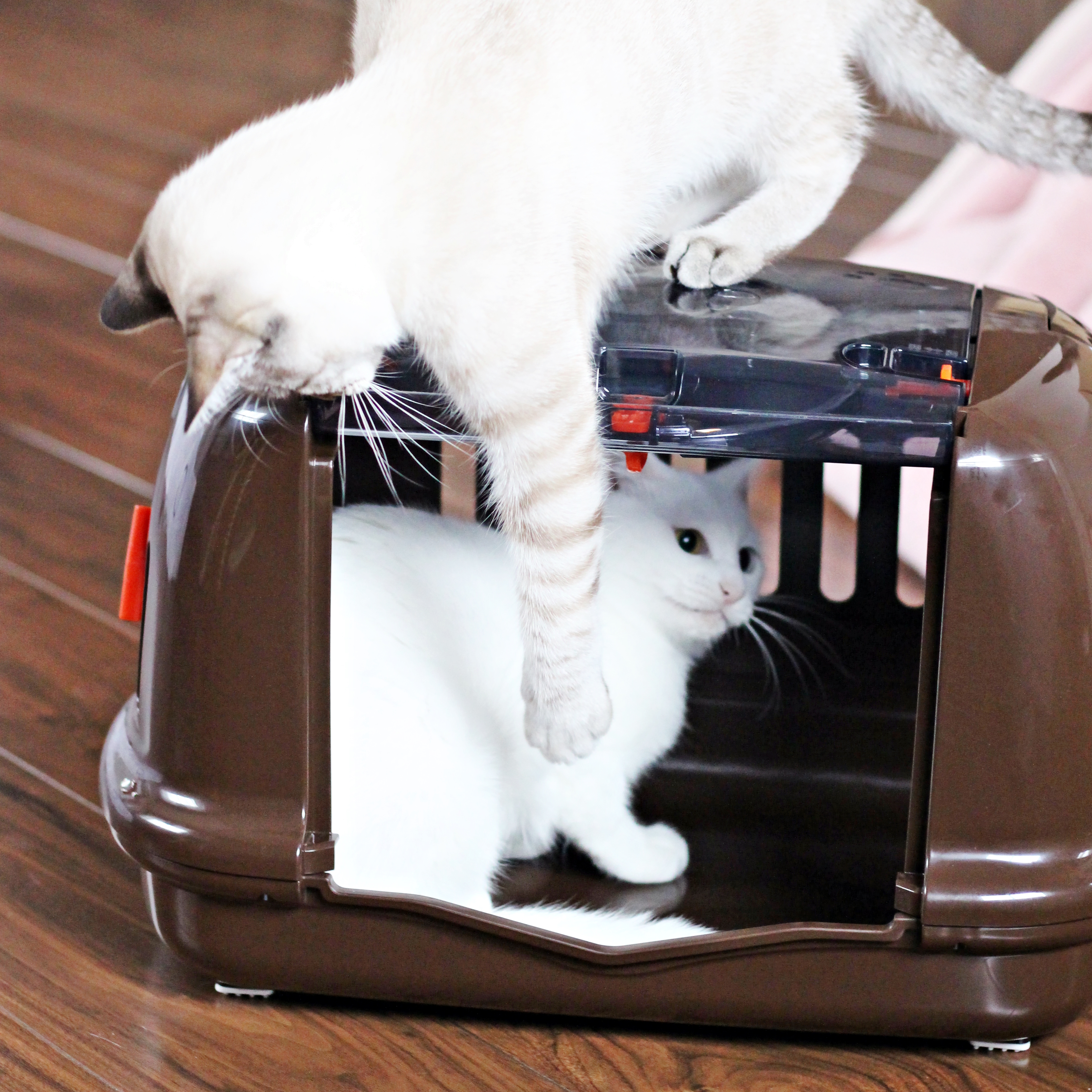 おしゃれで便利 猫用キャリーバッグのおすすめ人気ランキング15選 Mybest