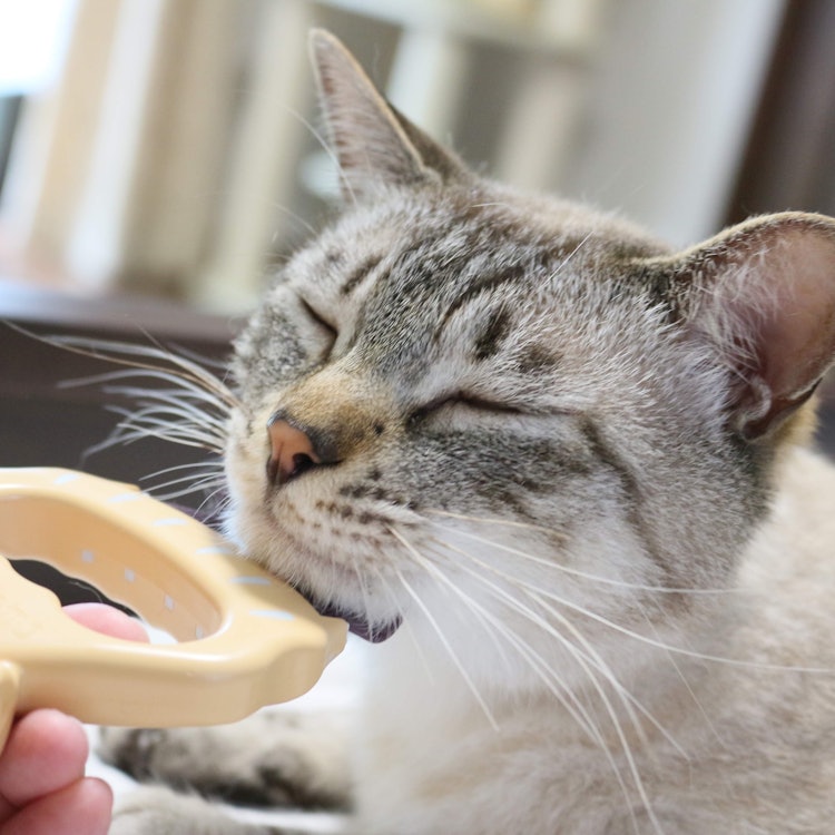 ディアトリベー(同) 犬猫用くし ピロコーム 1枚目