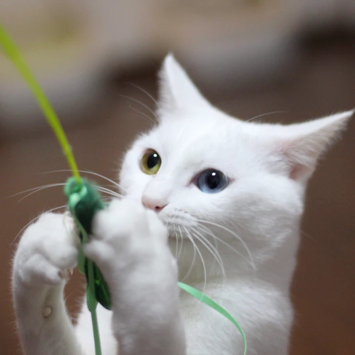 ドギーマンハヤシ じゃれ猫ブンブントンボ 1枚目