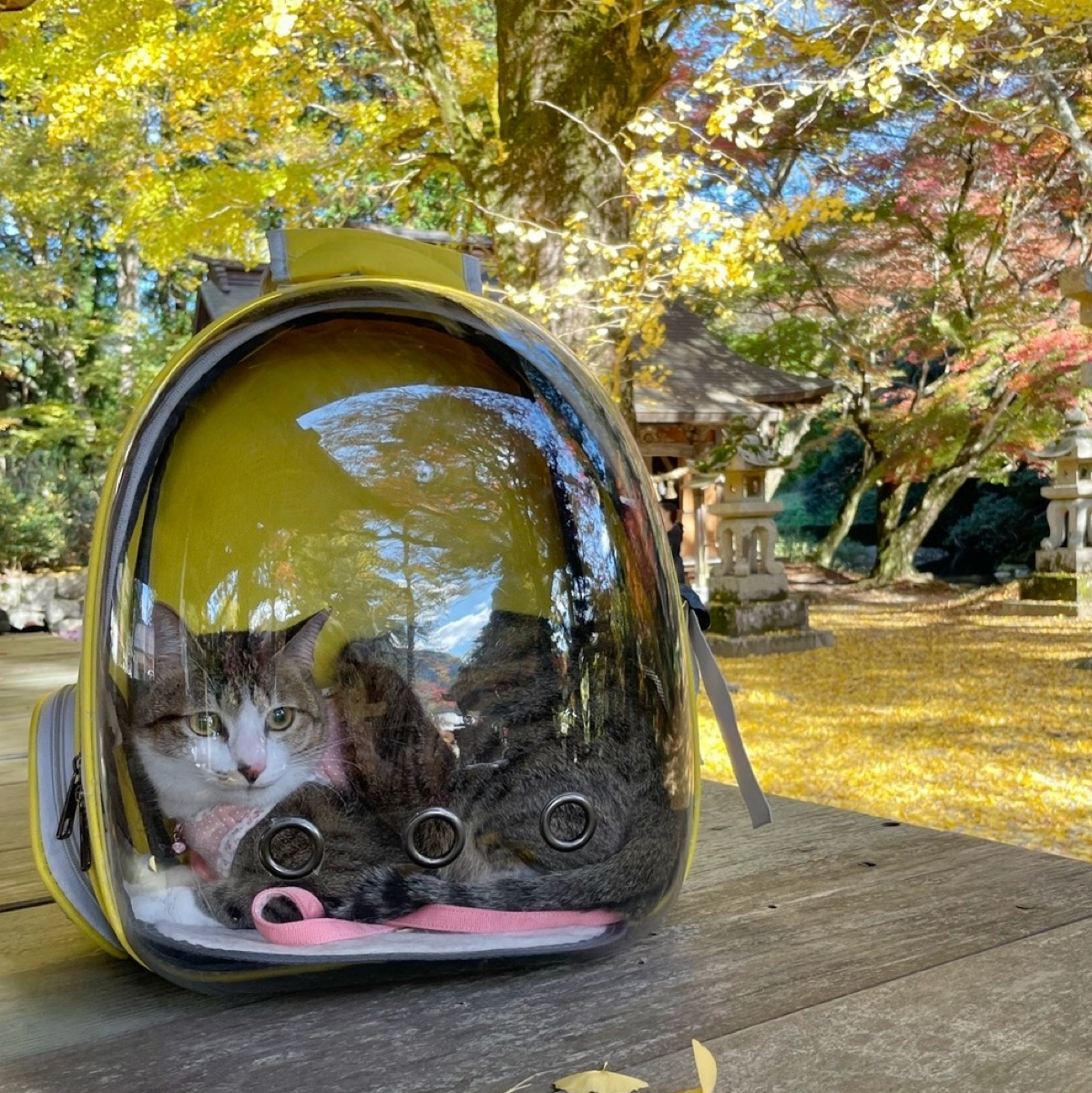 スケルトンリュック 1枚目