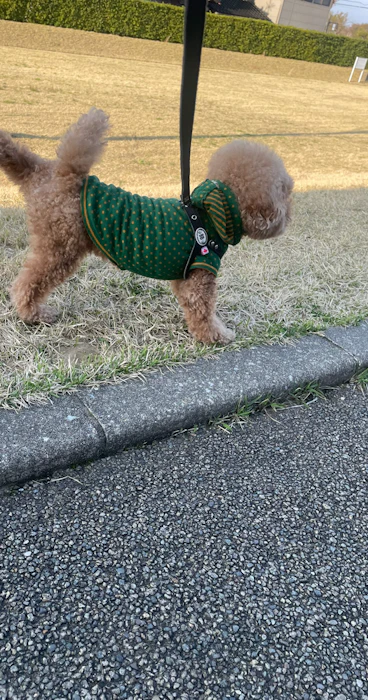 HAKUSHU Petit Dot Hoodie/Mode Green 3枚目