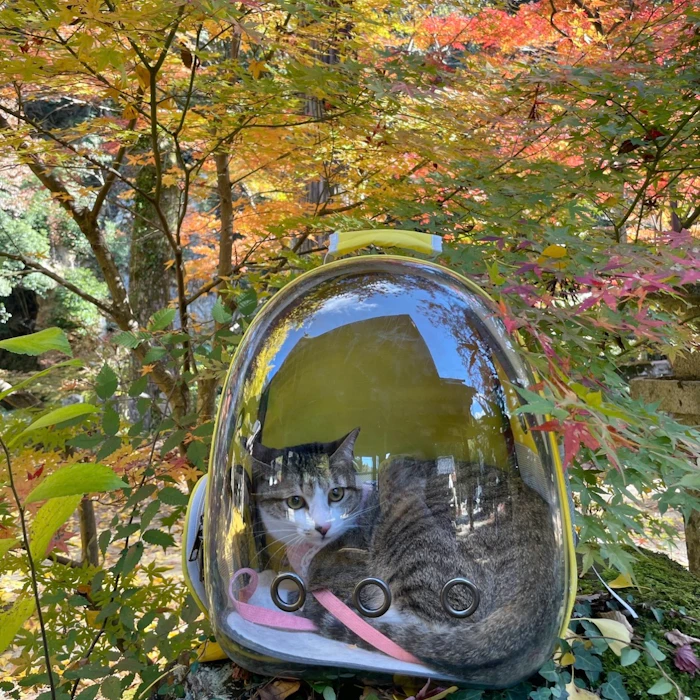 スケルトンリュック 2枚目