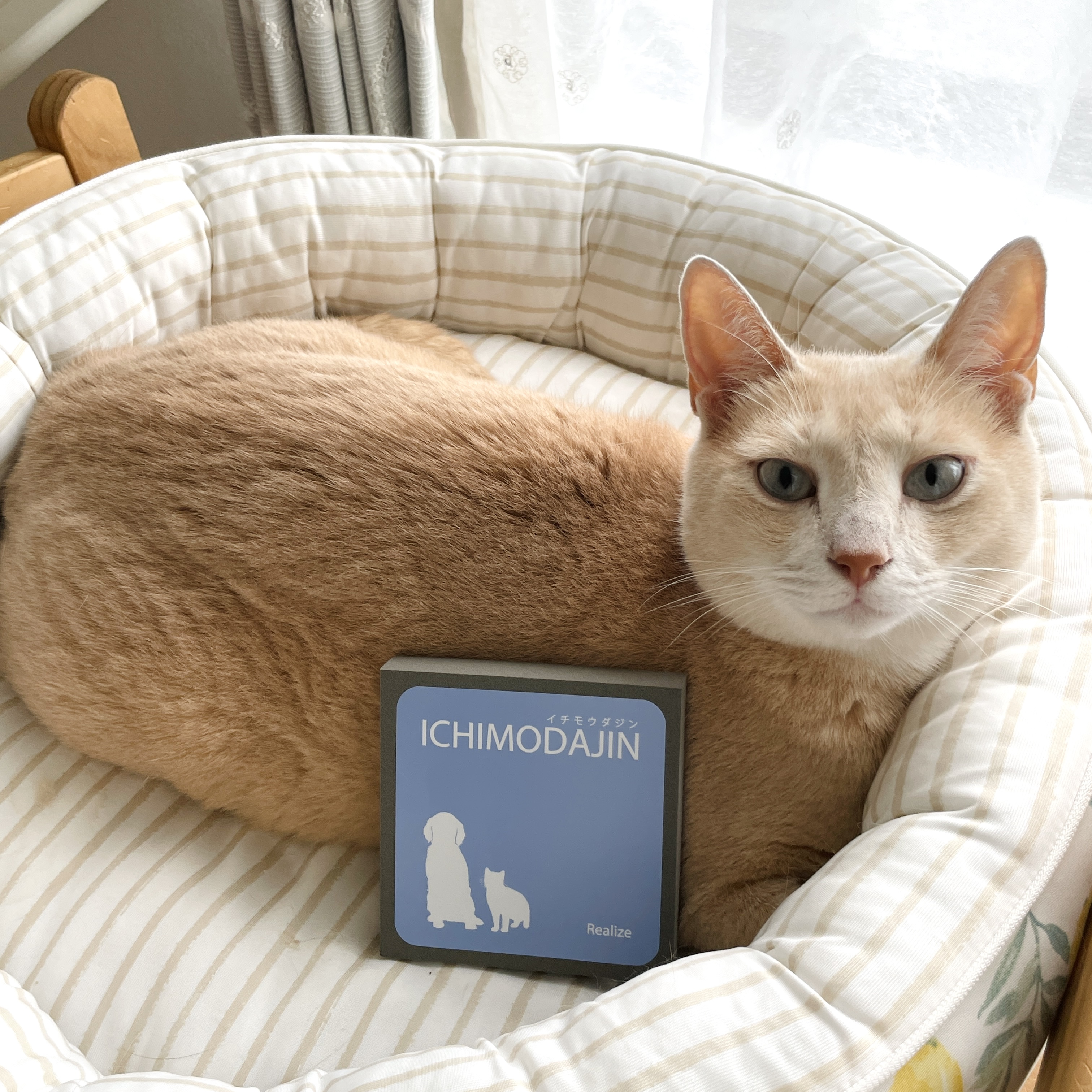 リアライズ 一毛打尽 1枚目