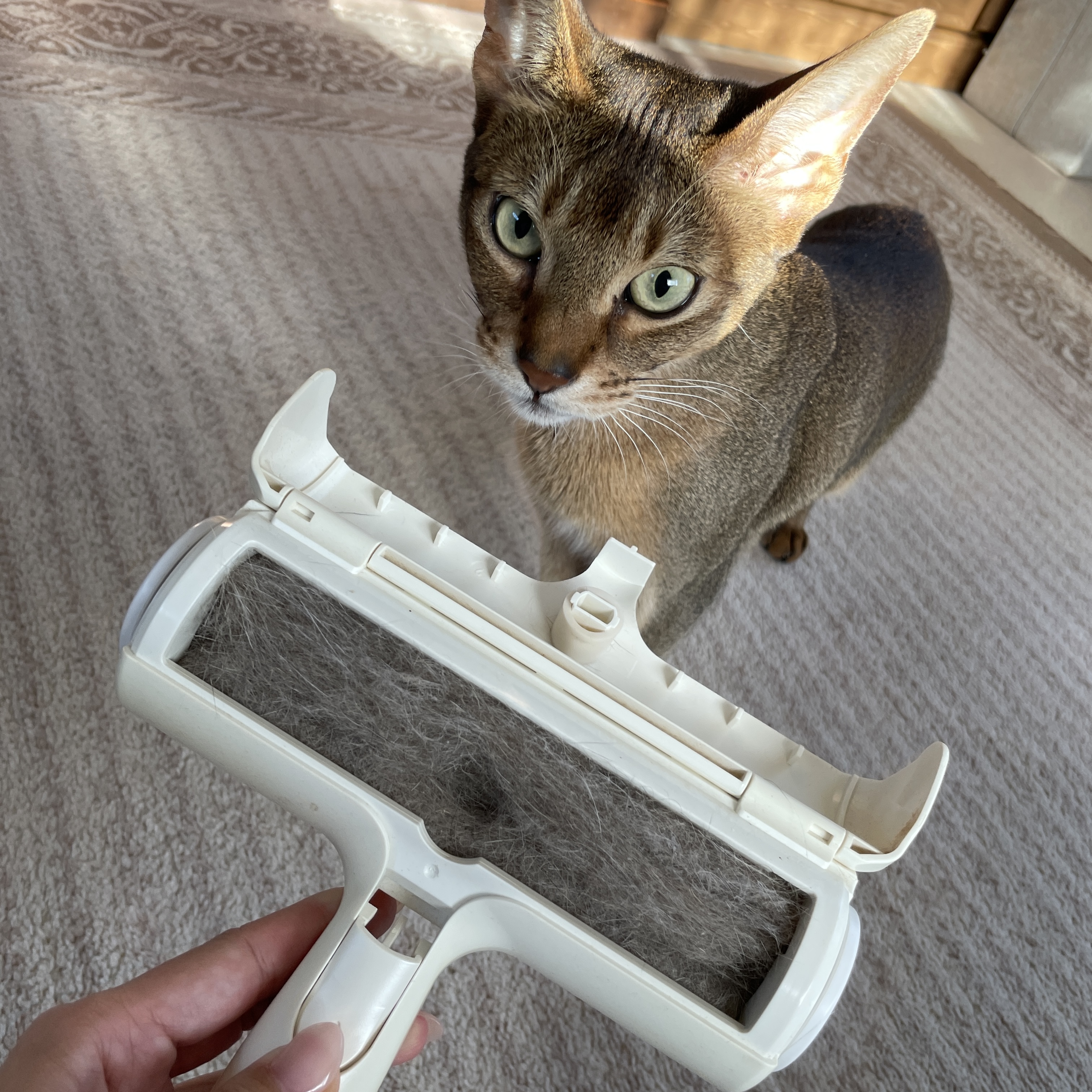 日本シール ぱくぱくローラー N88C 1枚目