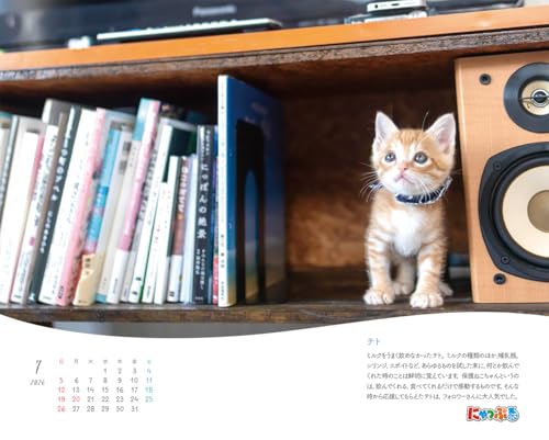 にゃっぷる 保護ねこカレンダー2026 卓上版「幸せつないだ12匹のこねこ」／ねこの保護団体への寄付つき 4枚目