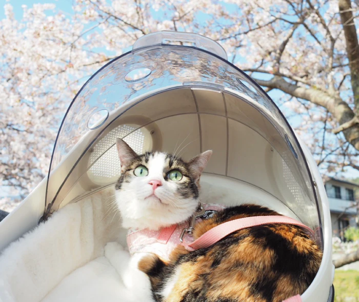 カッキガッキ 宇宙船カプセルリュック 6枚目