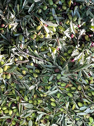 XYエクストラバージンオリーブオイル オーガニック Olive Japan 3年連続金賞受賞 250ml スペインアンダルシア州コルドバ産 早摘み 収穫4時間以内搾油 コールドプレス 単一品種 4枚目